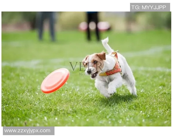 王娜独家分享飞盘技巧与心得体会助你提升飞盘水平与竞技乐趣 王娜独家分享飞盘技巧与心得体会助你提升飞盘水平与竞技乐趣